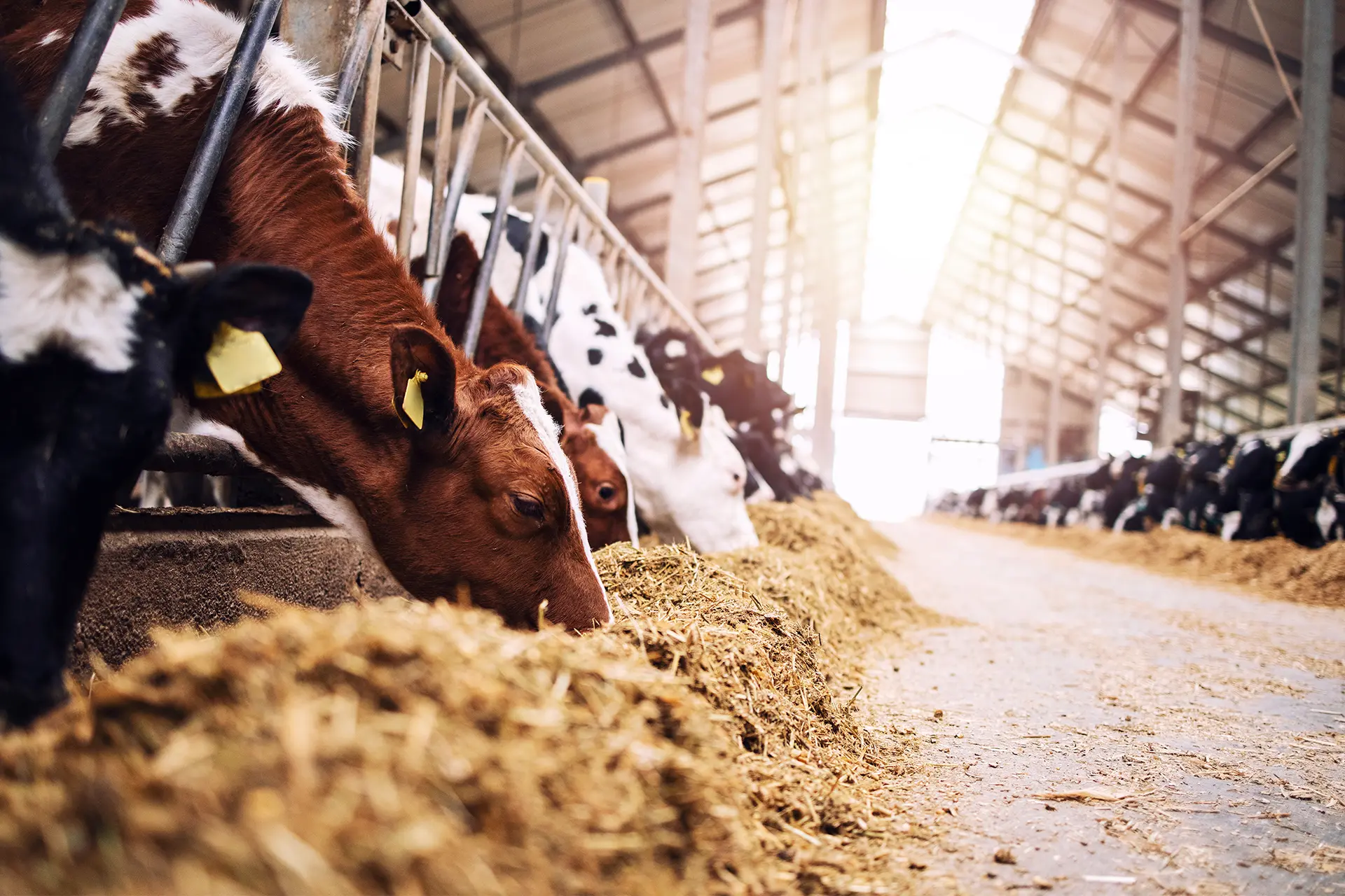 飼料・肥料・ヒナの卸販売なら有限会社大輝へ